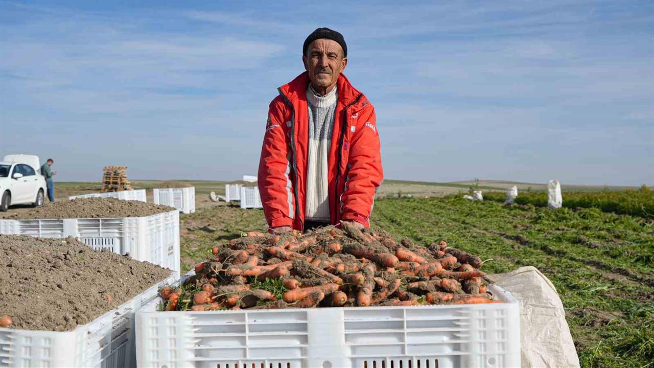 Beypazarı'nda Havuç Hasadı Döneminde Dönüme 10 Ton Ürün Bekleniyor