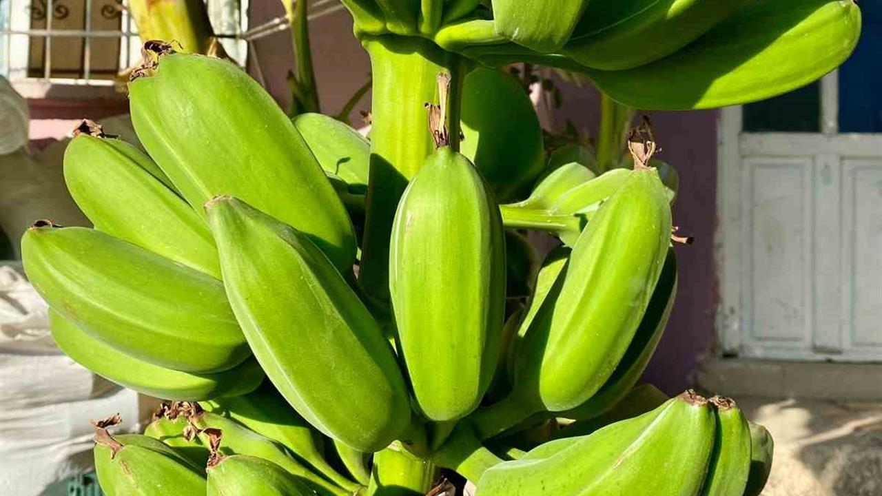 Denizli Buldan'da 70 Rakımda Muz Hasadı Gerçekleştirildi