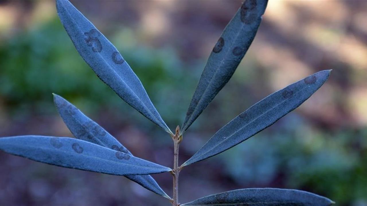 Aydın'da Zeytinde Halkalı Leke Hastalığı İçin Üreticilere İlaçlama Uyarısı Yapıldı