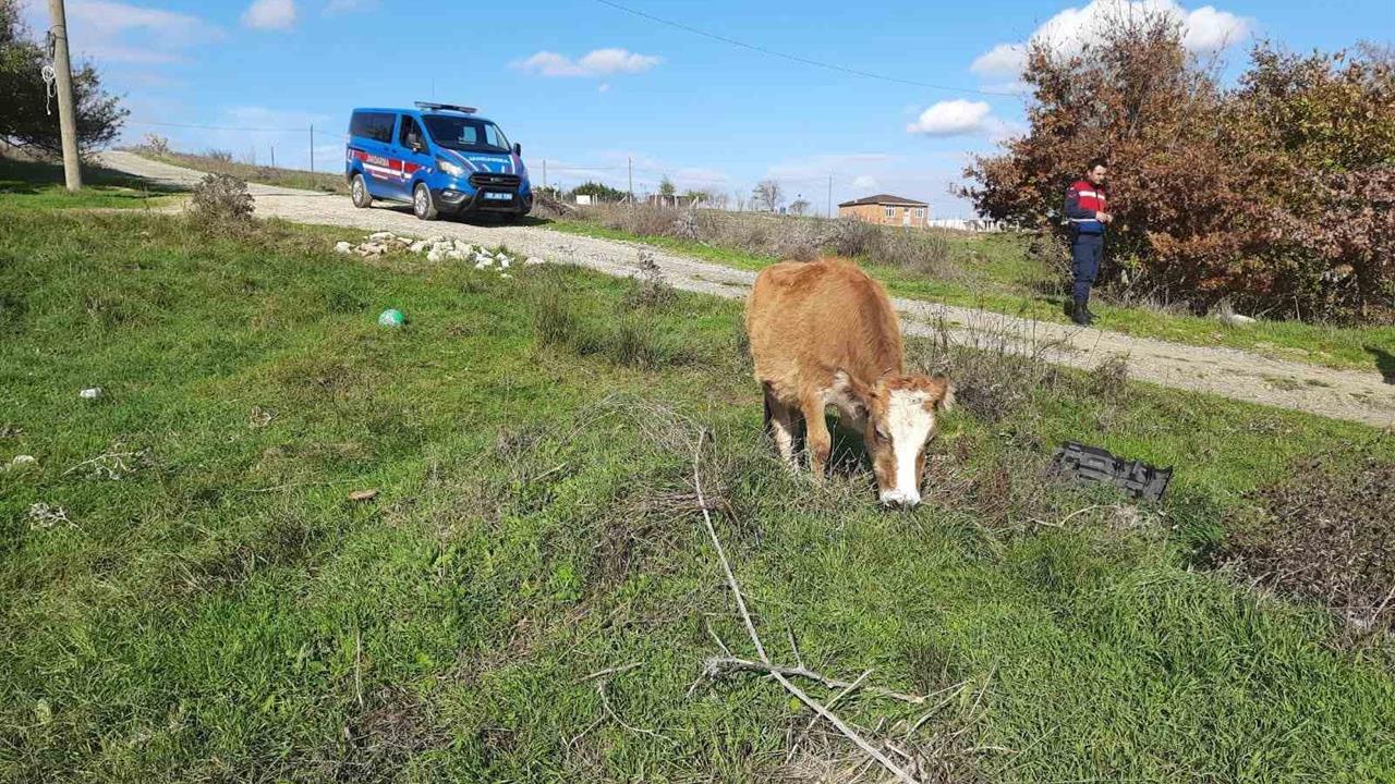 Tekirdağ Saray'da Kaçak Yollarla Getirilen 9 Büyükbaş Hayvan Kesime Gönderildi