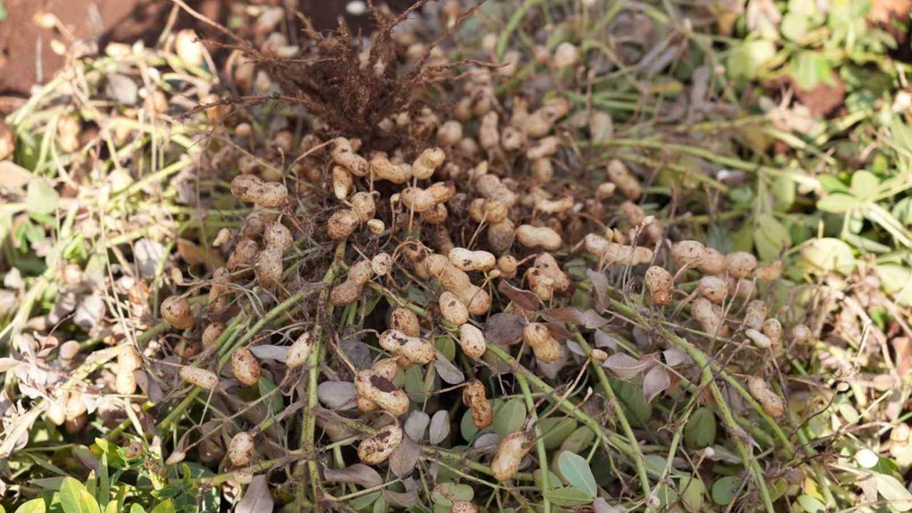 Adıyaman'da Yer Fıstığı Hasadı ve Sera Çalışmaları Başarıyla Tamamlandı