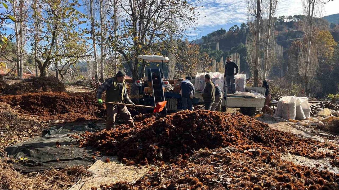Denizli Buldan'da Asırlık Kestaneden Sofralara Lezzet Yolculuğu