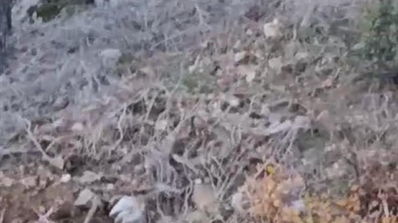 Antalya Alanya'da Yerleşim Alanına Yakın Kurt Görüntülendi