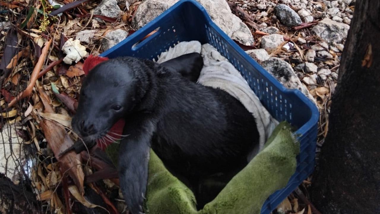 Muğla Marmaris'te Fırtına Nedeniyle Kıyıya Vuran Yavru Fok, Balıkçılar Tarafından Koruma Altına Alındı