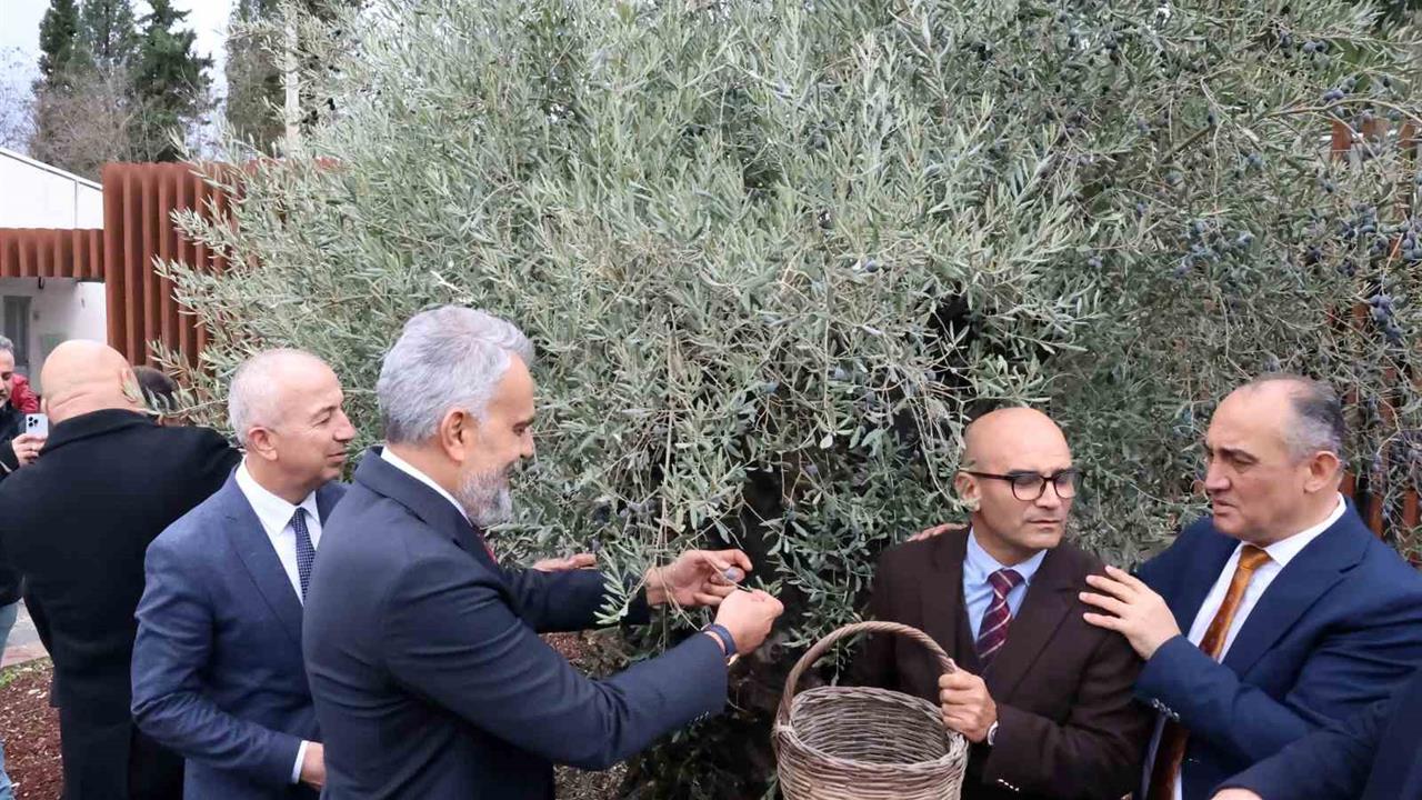 Muğla Stratonikeia'da İlk Zeytin Hasat Festivali Gerçekleştirildi