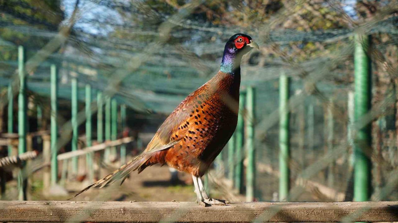 Samsun'da 2025 yılında 3 bin sülün doğaya salınarak ekosisteme katkı sağlayacak.