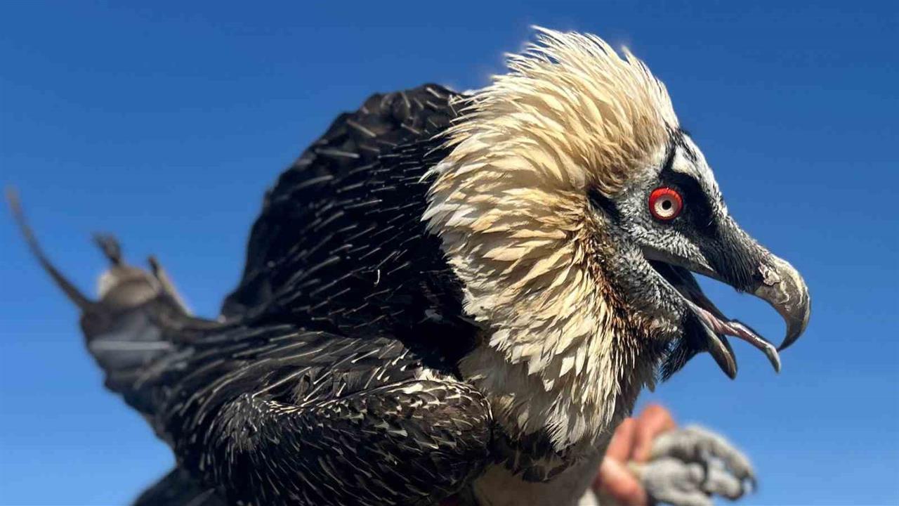 Van'da Tedavi Edilen Yırtıcı Kuşlar Doğal Yaşam Alanlarına Salınıyor.