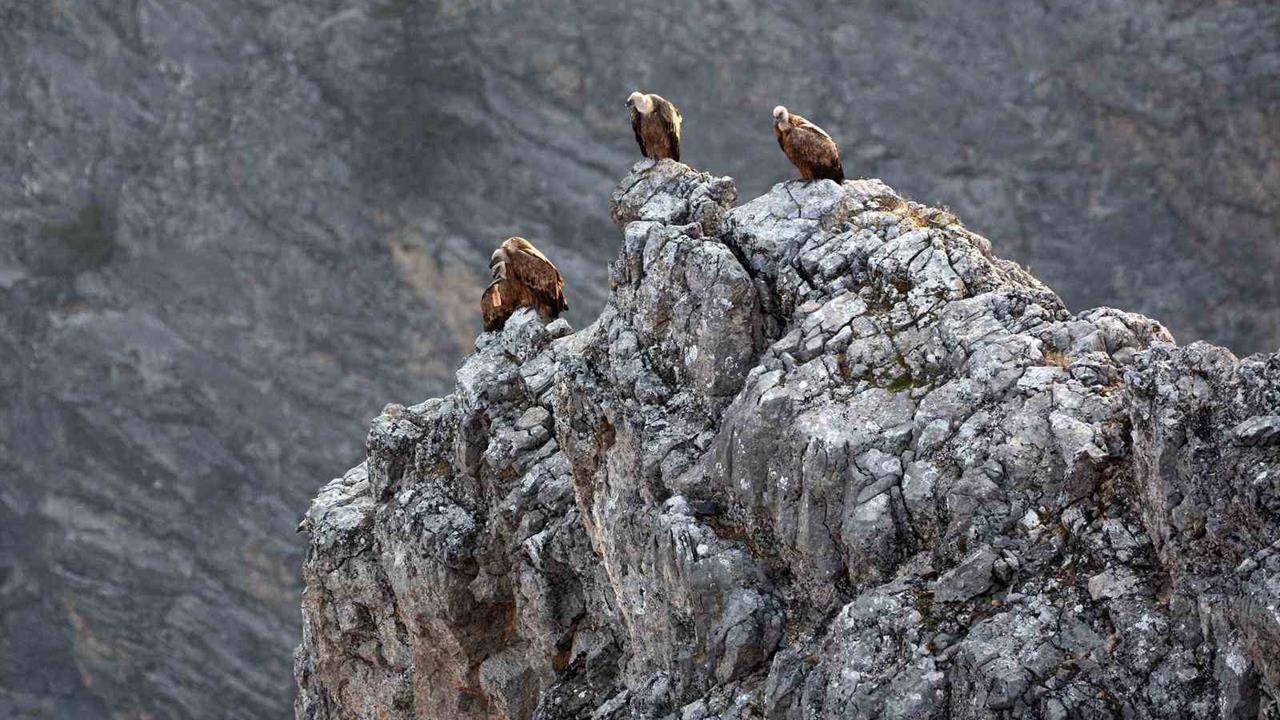 Erzincan Kemaliye'de Yaban Hayatı Fotoğrafçıları Tarafından Göçmen Akbabalar Görüntülendi