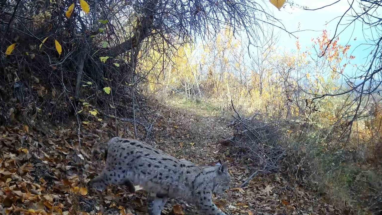 Erzincan'da Koruma Altındaki Vaşak Doğa Fotoğrafçısı Tarafından Görüntülendi