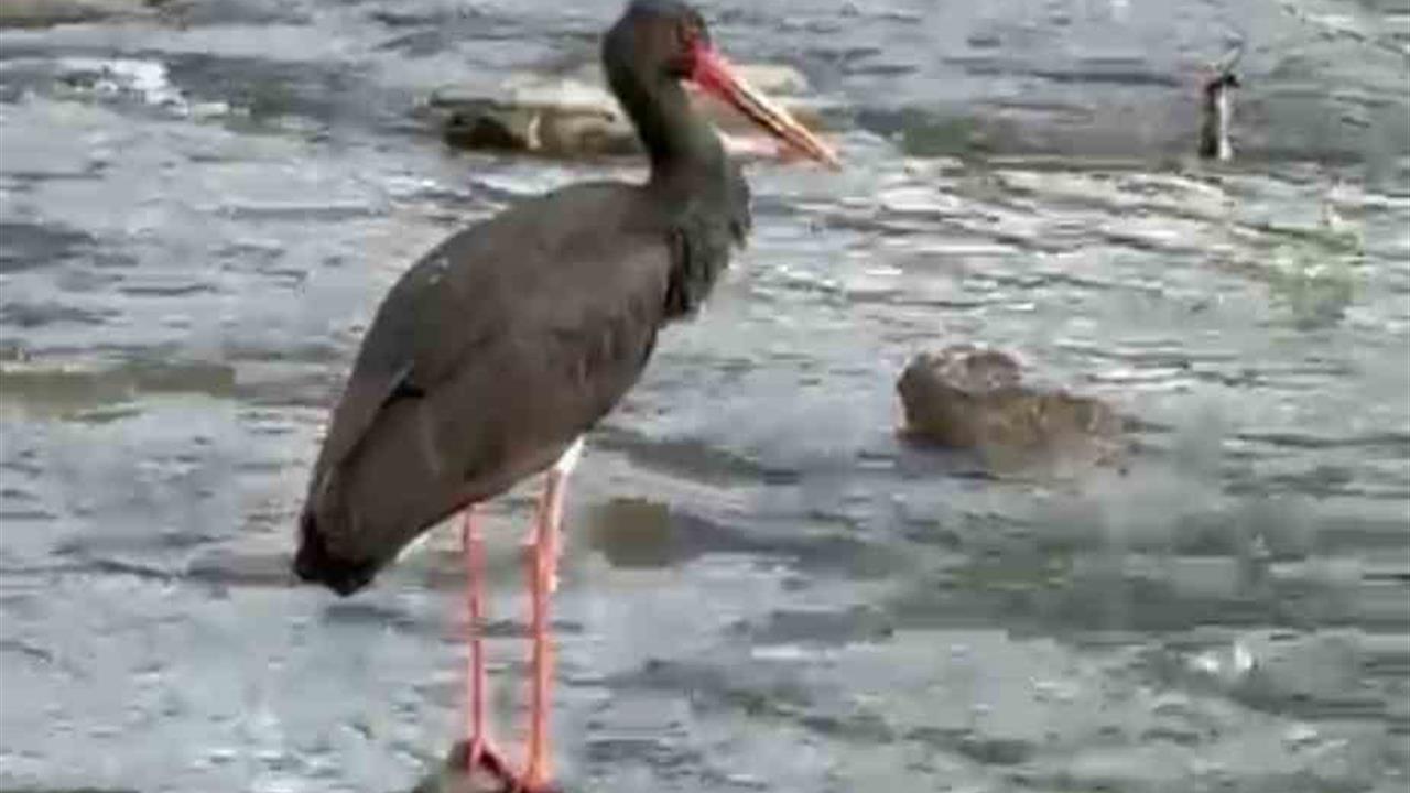 Karabük Yenice'de Nadir Görülen Kara Leylek, Olcay Elieyioğlu Tarafından Kaydedildi