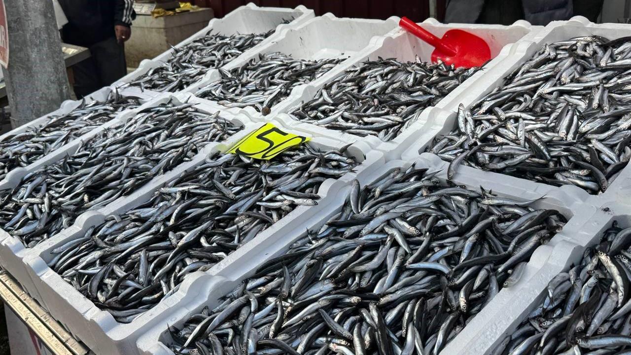 Zonguldak Merkez Balık Hali'nde Hamsi Fiyatları 150 Liraya Ulaştı