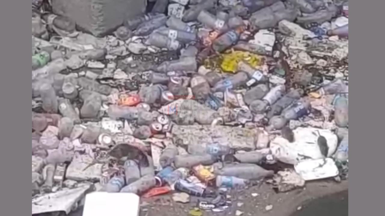 Tarsus Cetvel Irmağı Kenarında Büyük Fareler Ortaya Çıktı!