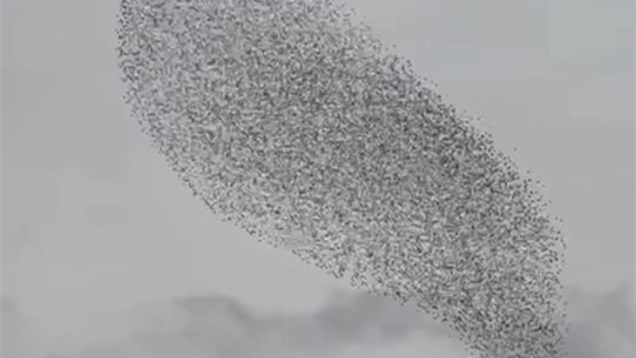 Konya Karapınar'da Sığırcık Kuşlarıyla Görsel Şölen Yaşandı