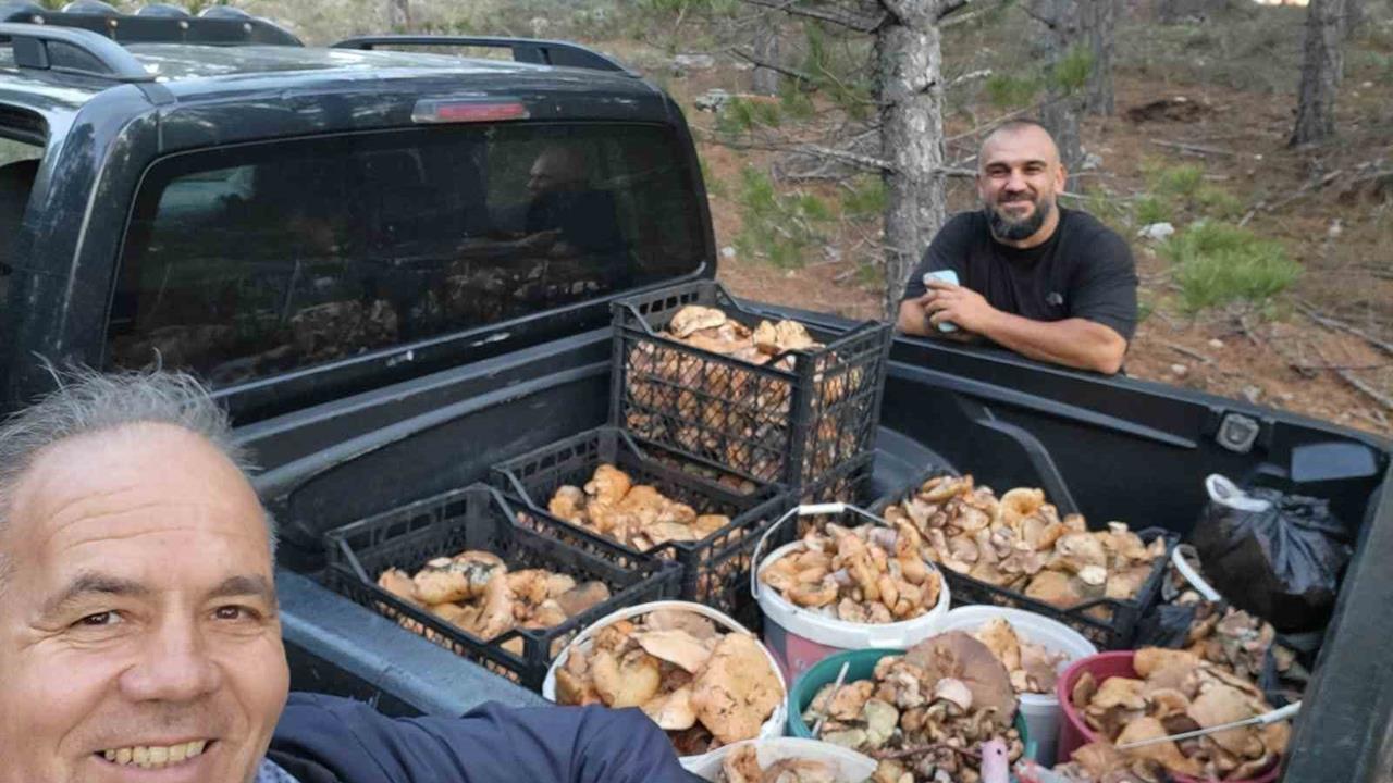 Denizli Çameli'de Cintar Toplama Sezonunda Eşine Az Rastlanır Bolluk Var