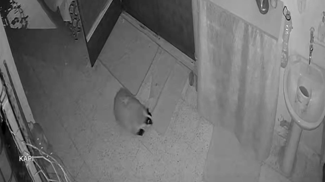 Elazığ Keban'da Kedilerin Mamasına Dadanan Porsuk İçin Alarm Sistemi Kuruldu.