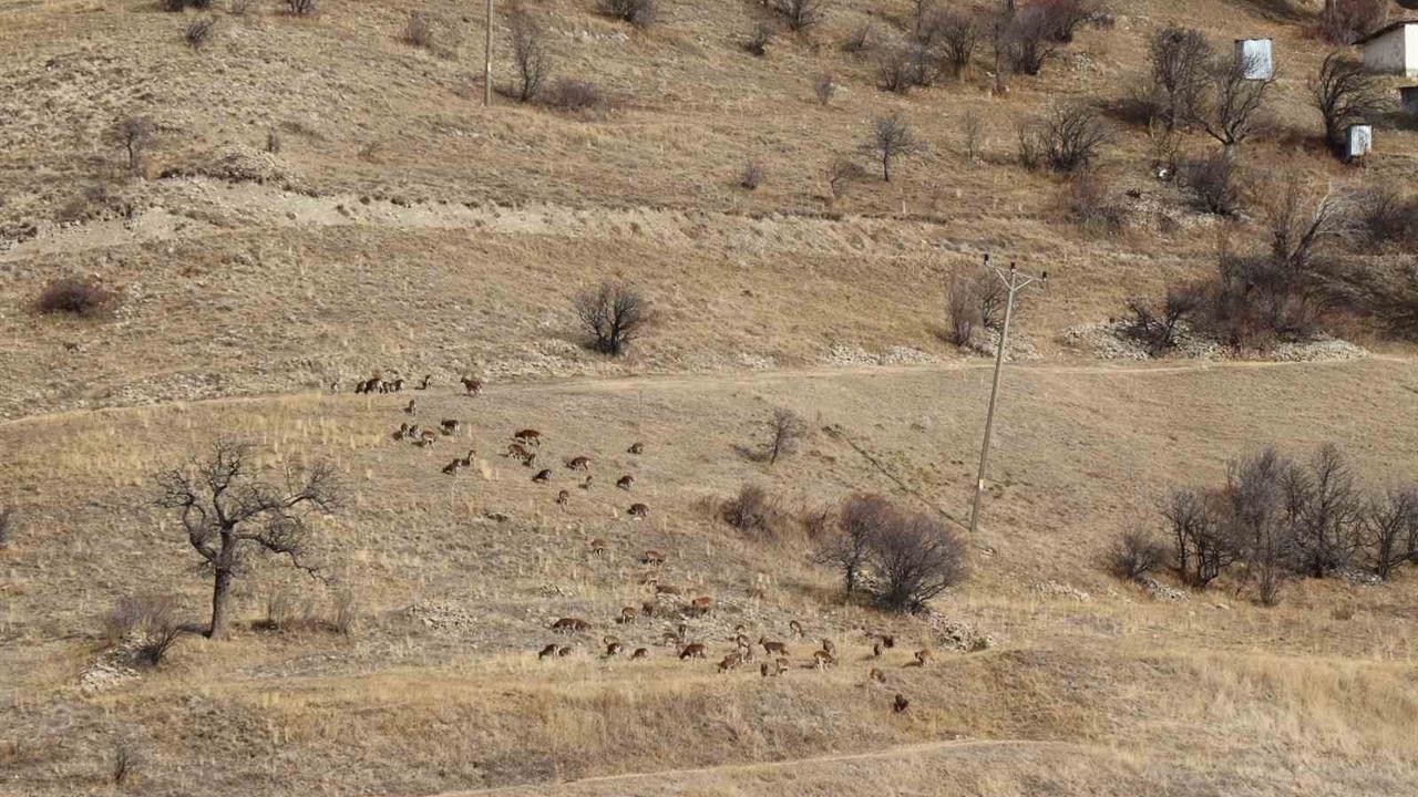 Erzurum'da Yaban Keçileri İçin Önemli Envanter Çalışması Başlatıldı