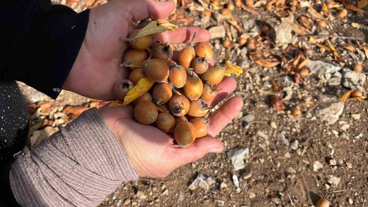 Antalya Akseki'de 30 Yıl Önce Aşılanan Meyve Ağaçları Bölgeye Fayda Sağlıyor