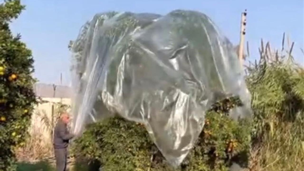 Adana'da Çiftçiler, Yağmurdan Mandalina Ürünlerini Korumanın Yolunu Buldu