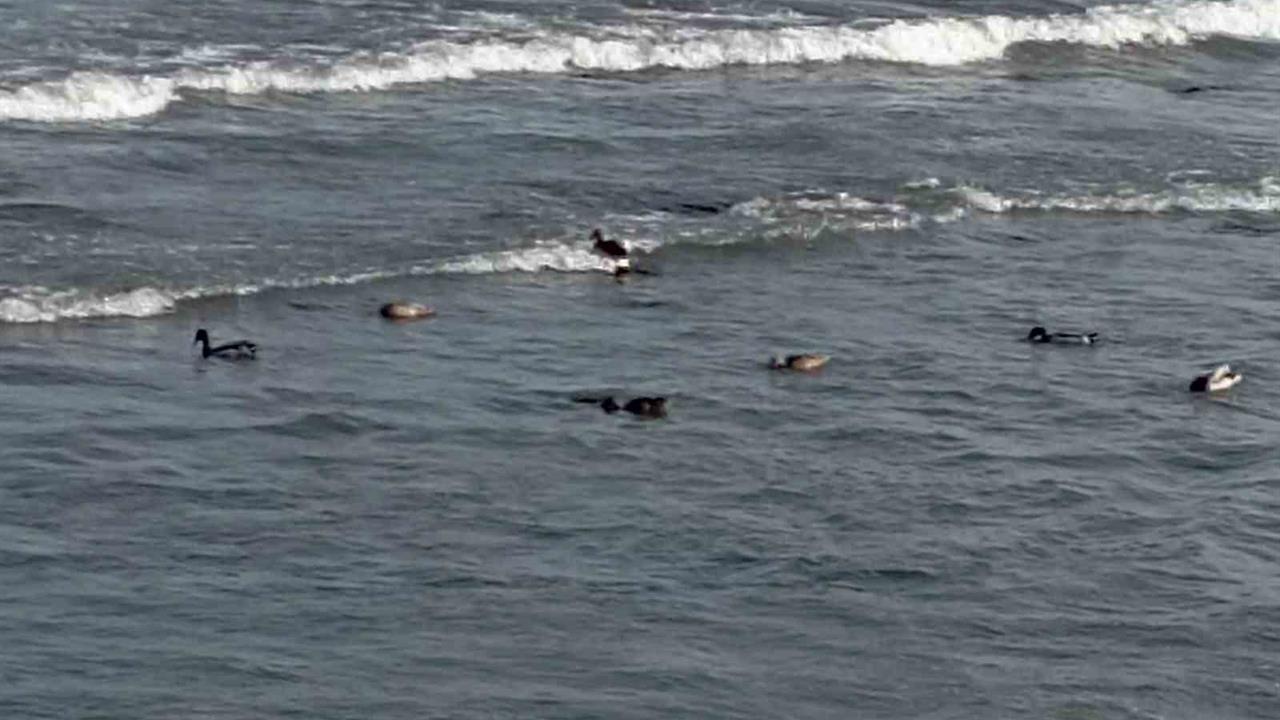 Ordu Ünye'de 11 Yaban Ördeği, Sahilde Görüntülendi