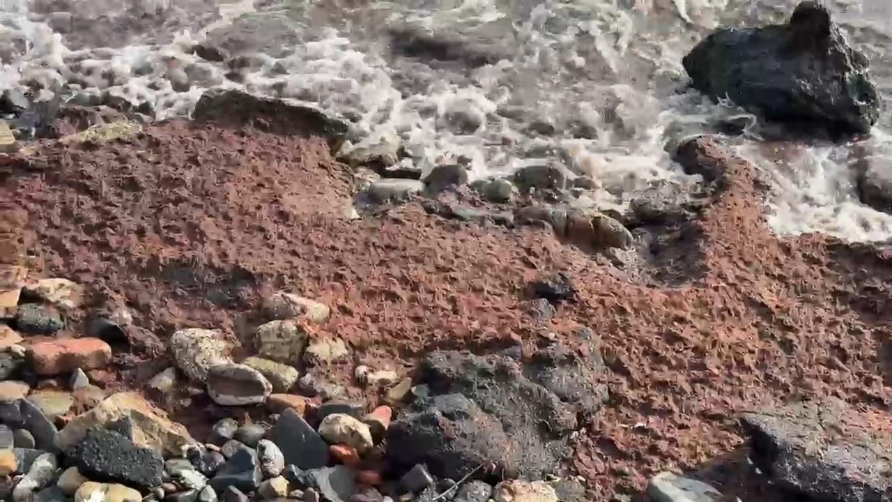 Tekirdağ'da Poyraz Rüzgarı Nedeniyle Kıyıya Kızıl Yosunlar Taşındı