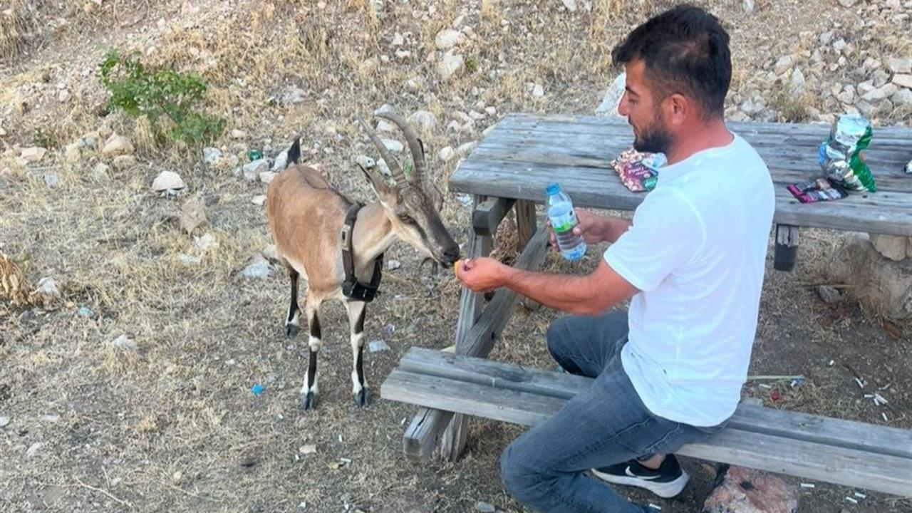 Yozgat Aydıncık'ta Coşkun Uzun, Doğada Dağ Keçisini Besledi