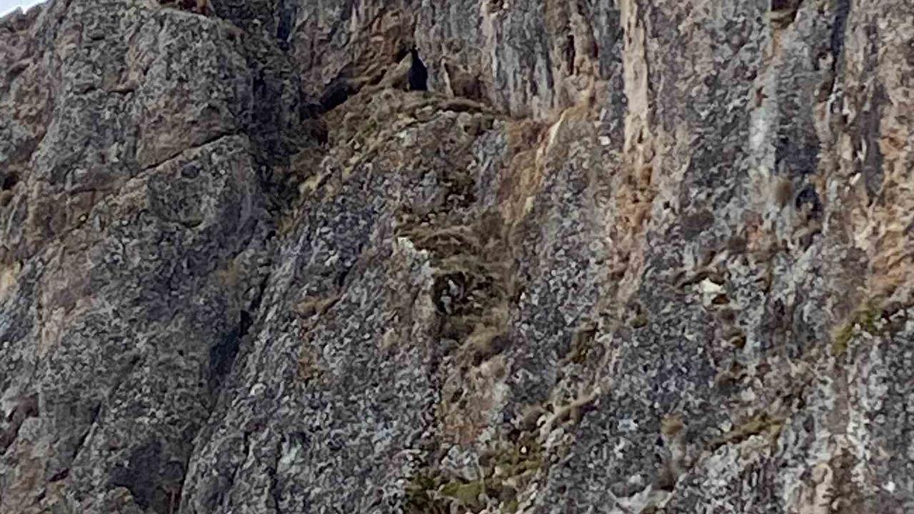 Erzincan Tatlısu Köyü'nde Mahsur Kalan 10 Keçi İçin Kurtarma Ekipleri Görevlendirildi