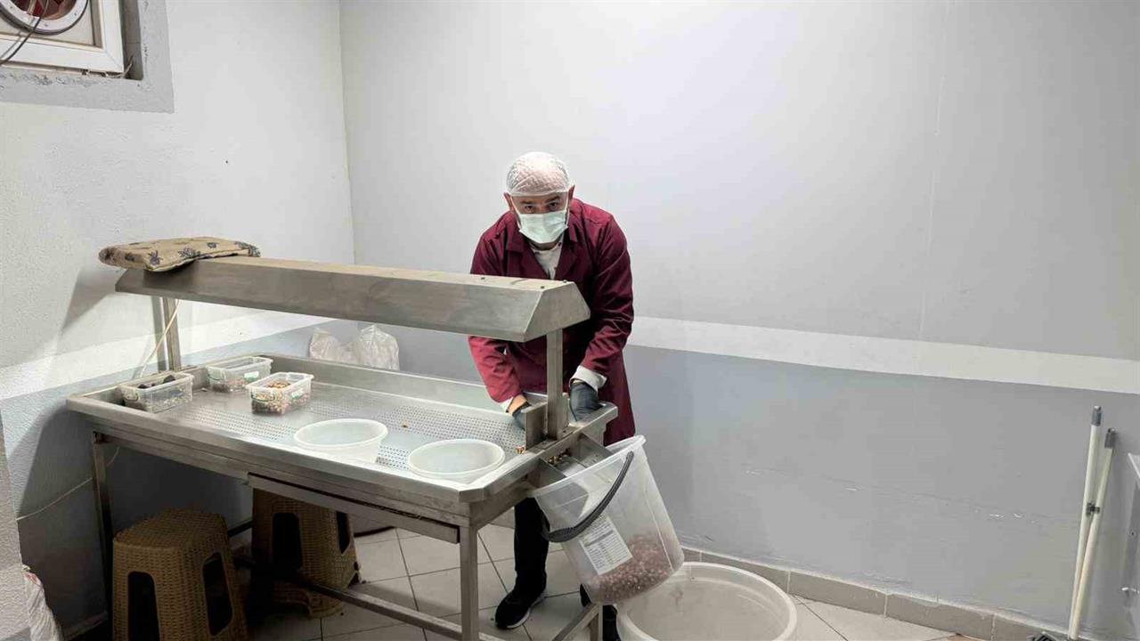 Zonguldak Alaplı'da Fındık Kavurma Tesisleri Yoğun Talebe Yanıt Veremiyor.