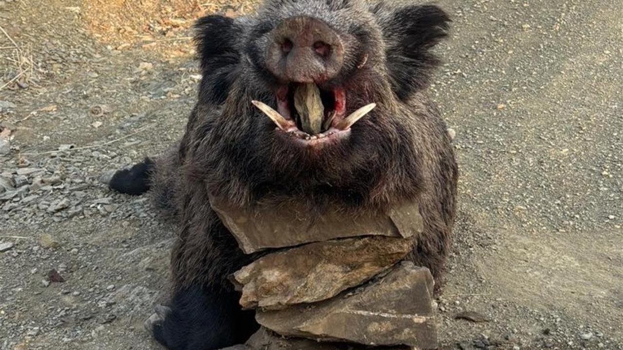 Elazığ'da Yabancı Avcılar 200 Kiloluk Yaban Domuzu Avladı