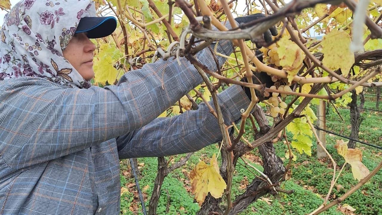 Manisa Sarıgöl'de Üreticiler Dalda Kalan Üzümleri Toplayarak Ekonomik Gelir Sağlıyor