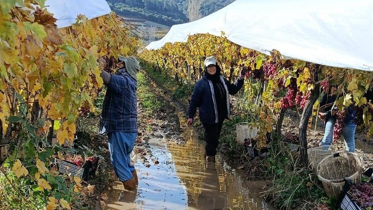 Manisa Sarıgöl'de Üzüm Hasadında İşçiler Yağmur ve Çamurla Mücadele Ediyor