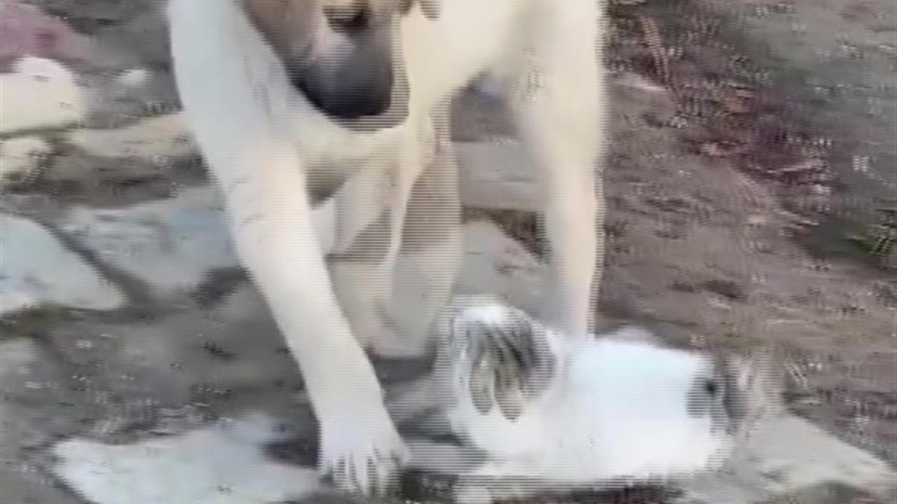 Batman Gercüş'te Yavru Kedi ve Köpek Arasında Sevimli Kavga Kameraya Yansıdı