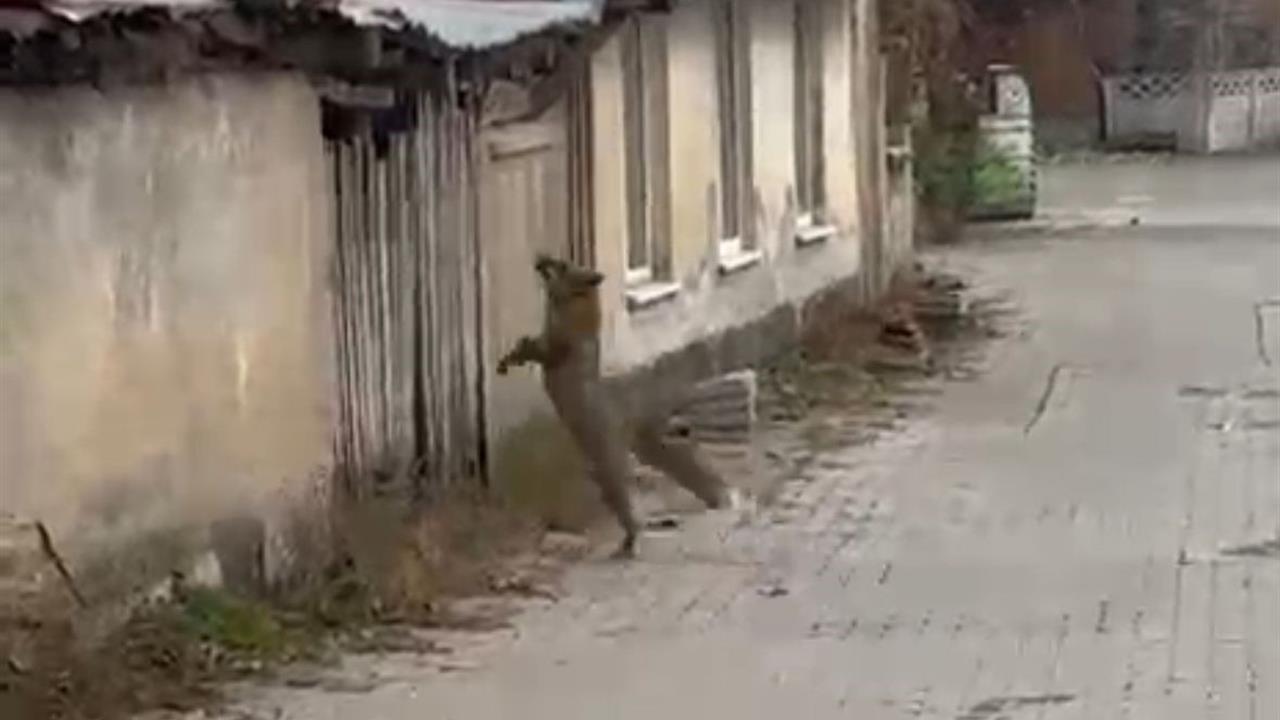 Bolu Merkez'de Köpek Seslerini Duyan Tilkinin Yaşadığı Panik Görüntülendi