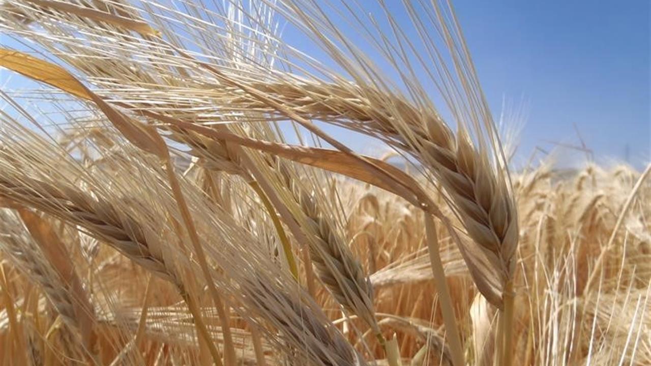 Bursa'da Kuraklık Nedeniyle Arpa Ekimi Artarken, Diğer Ürünlere Geçişler Yaşanıyor