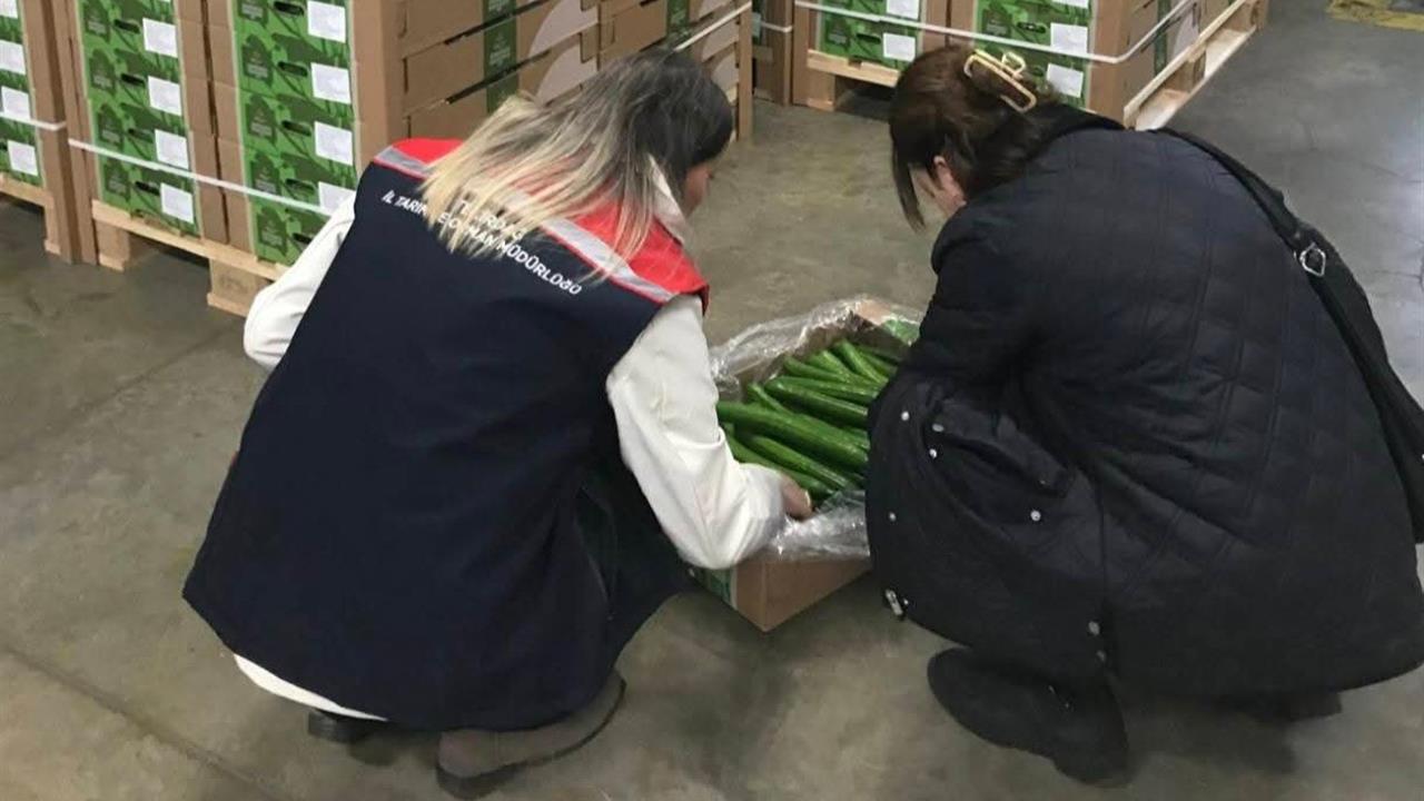 Çorlu Tekirdağ'dan Hollanda'ya 19 Ton Salatalık İhracatı Gerçekleştirildi.
