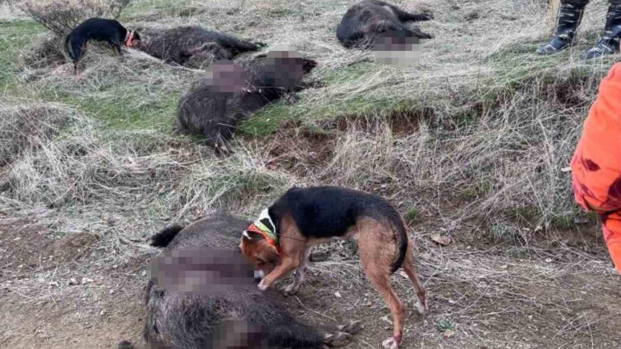 Elazığ Baskil'de Av Turizmi Kapsamında Yaban Domuzu Avlandı