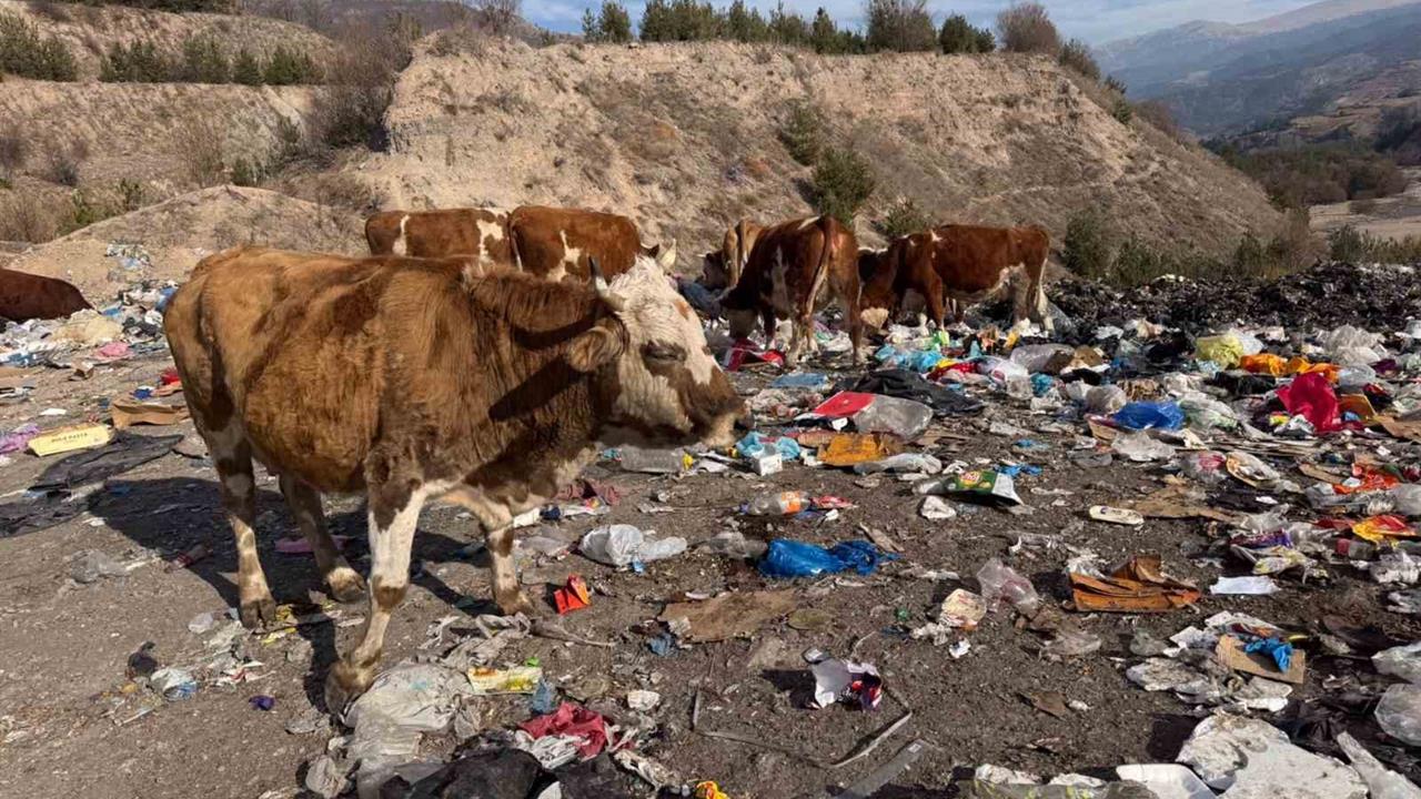 Ardahan Posof'da Çöplükte Beslenen İnekler Sağlık Tehdidi Oluşturuyor