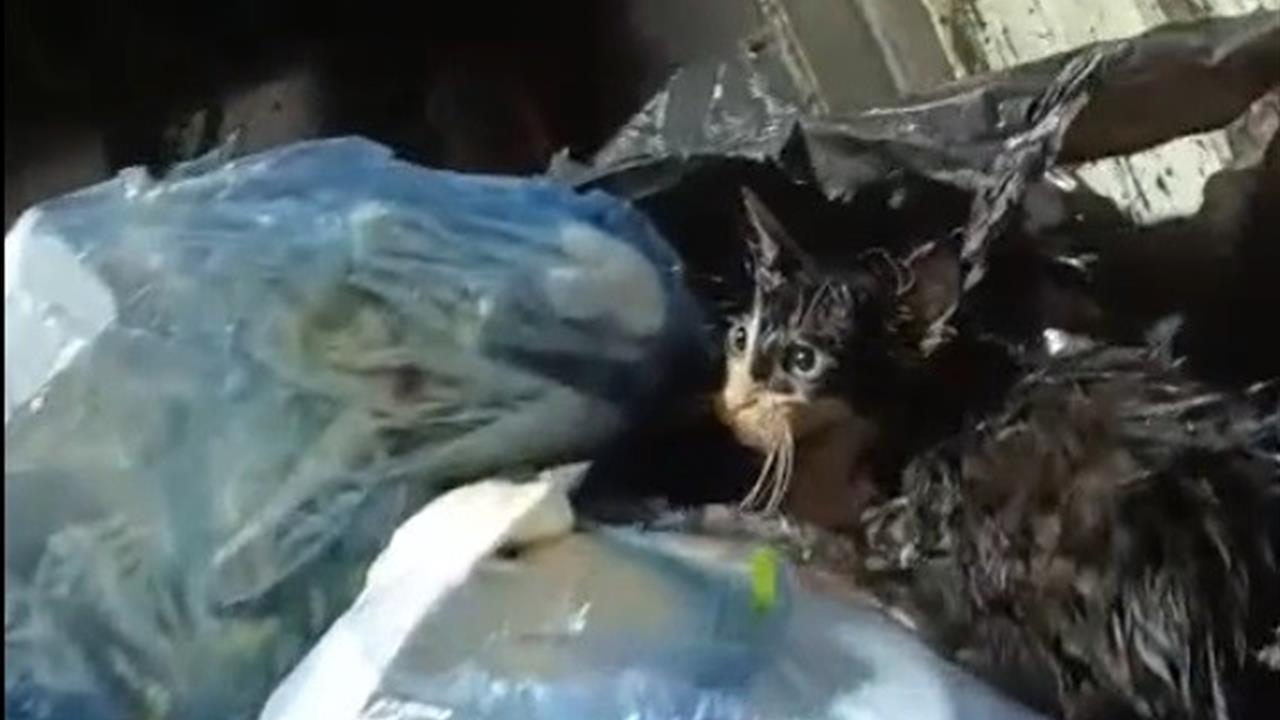 Muğla Bodrum'da Çöp Konteynerinde Bulunan Kediyi Ekipler Kurtardı