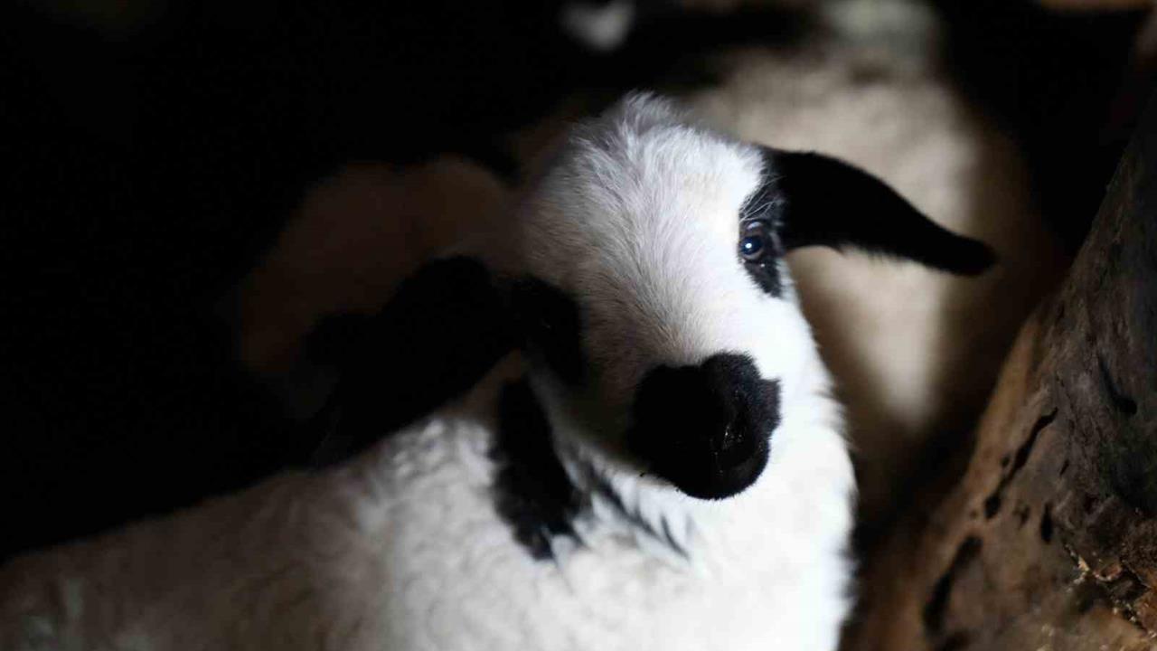 Erzincan'da Kuzu Doğumları, Üreticilerin Yüzünü Güldürüyor