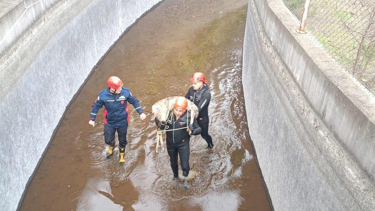 Ordu Akkuş'ta Su Kanalına Düşen Karaca İtfaiye Eri Tarafından Kurtarıldı