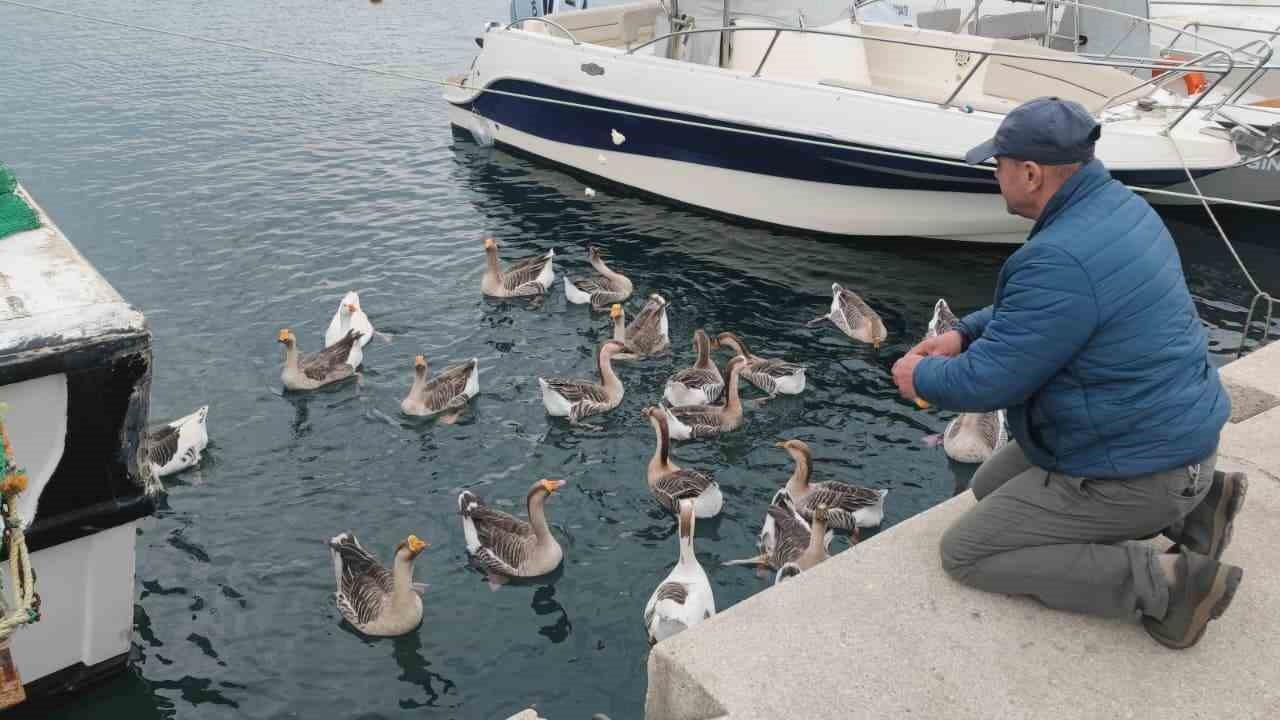 Tekirdağ Şarköy'de 3 Yılda 30'a Ulaşan Vakvaklar, İlçenin Maskotu Oldu