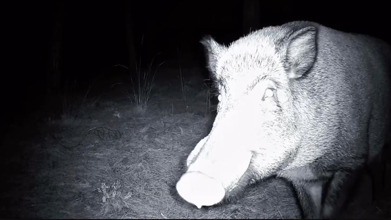 Tekirdağ Ganos Dağları'nda Yaban Domuzu, Fotokapanı Söküp Parçalamaya Çalıştı