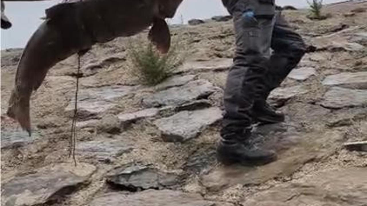 Elazığ'da Murat Nehri'nde Yakalana 60 Kiloluk Turna Balığı Çam Sırığıyla Taşındı