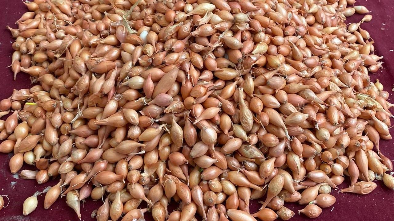 Manisa'da Üreticilere Soğan Dikim Zamanı Hakkında Önemli Uyarılar Yapıldı