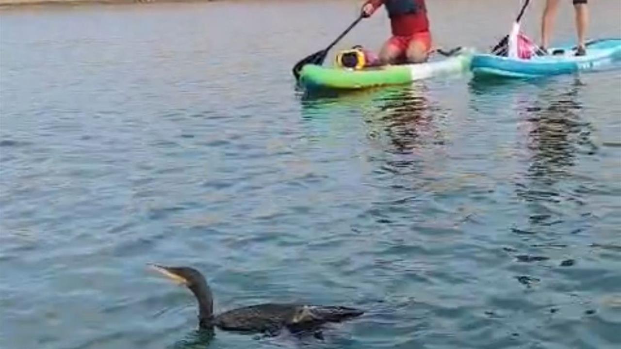 Siirt Botan Vadisi'nde Yaralı Bulunan Karabatağın Kurtarılması Başarısız Oldu