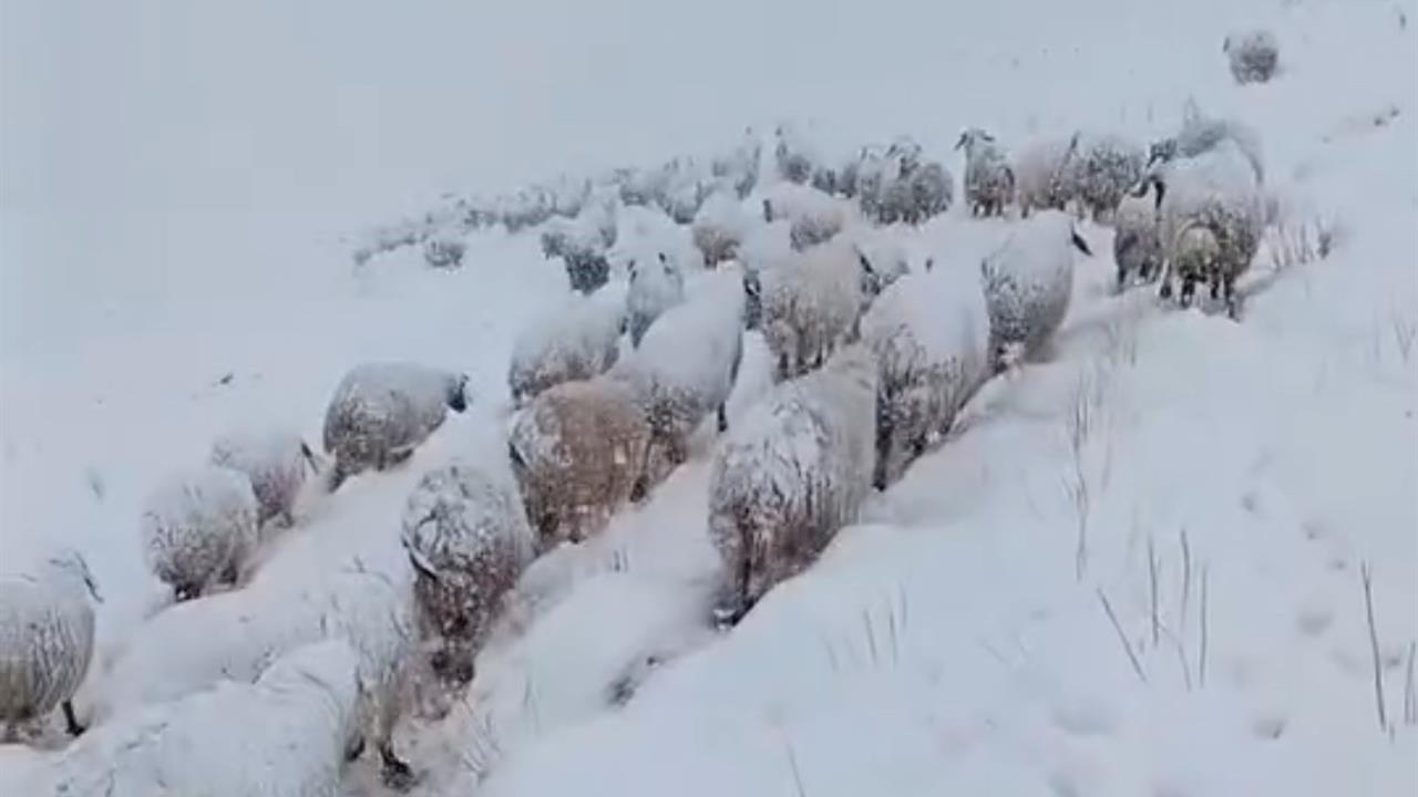Hakkari Yüksekova'da Kar Yağışı Altında Koyun Sürüsü Zorlu Yolculukla Köye Ulaştı