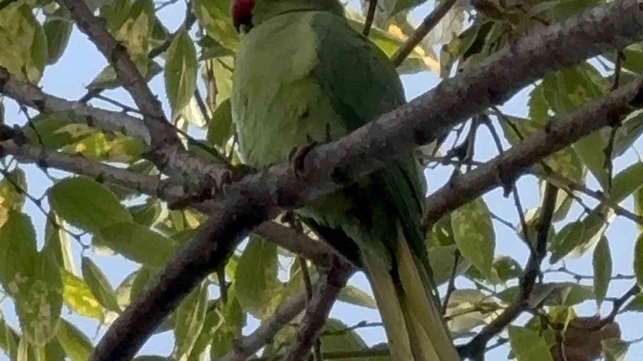 Samsun İlkadım'daki Adliye Bahçesinde Pakistan Papağanları Renkli Görüntüler Sunuyor
