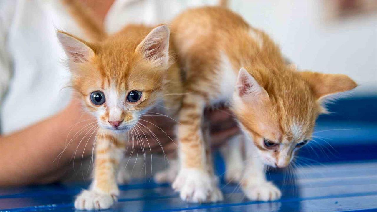 Kuşadası'nda Evcil Hayvan Sahipleri İçin Mikroçip Uygulaması Hakkında Bilgilendirme