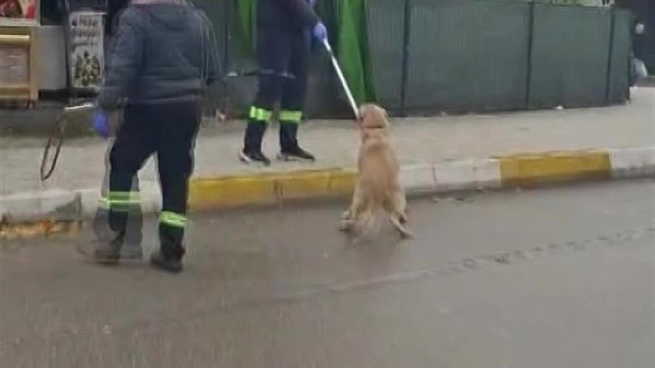 Adana'da Başka Hayvanlara Zarar Veren Sokak Köpekleri Toplanıyor