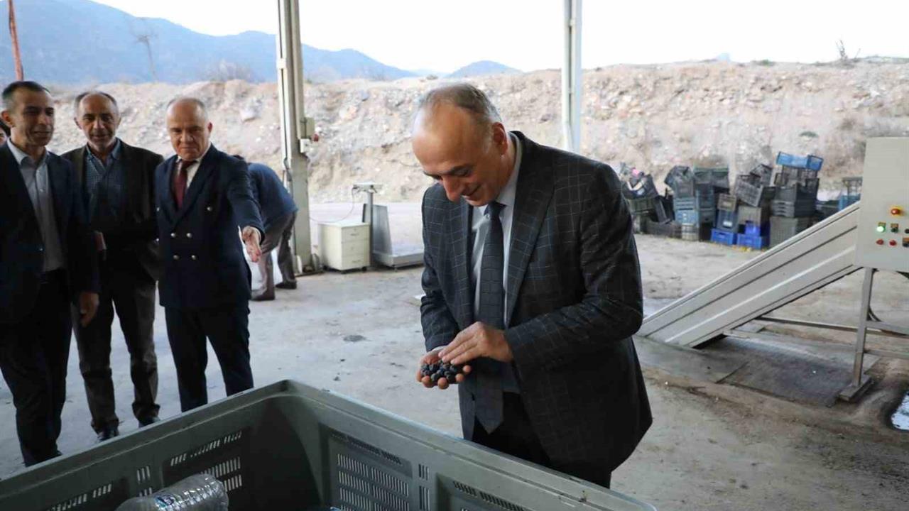 Eskişehir Sarıcakaya'da Zeytin Yetiştiriciliği ve Zeytinyağı Üretimi Artıyor