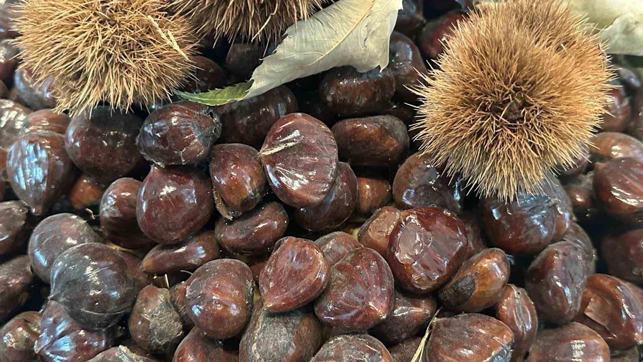 Bursa'da Kestane Geleceği Üzerine Uzman Görüşleri Paylaşıldı